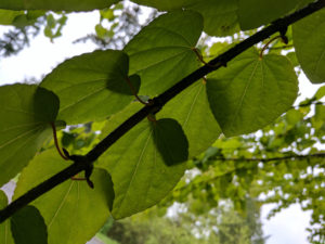 patten in branch and leaves