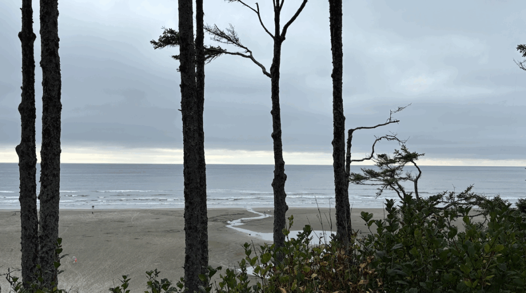 Beach scene from a bluff overlooking the ocean through some tall trees.