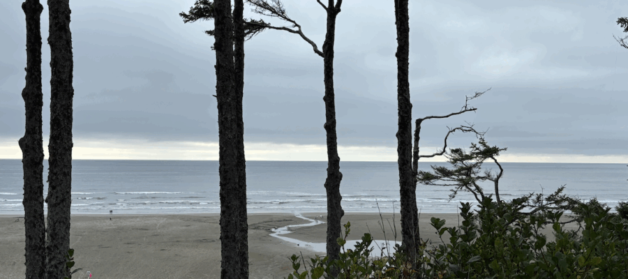 image of the beach from a high bluff looking though some tall pine trees.