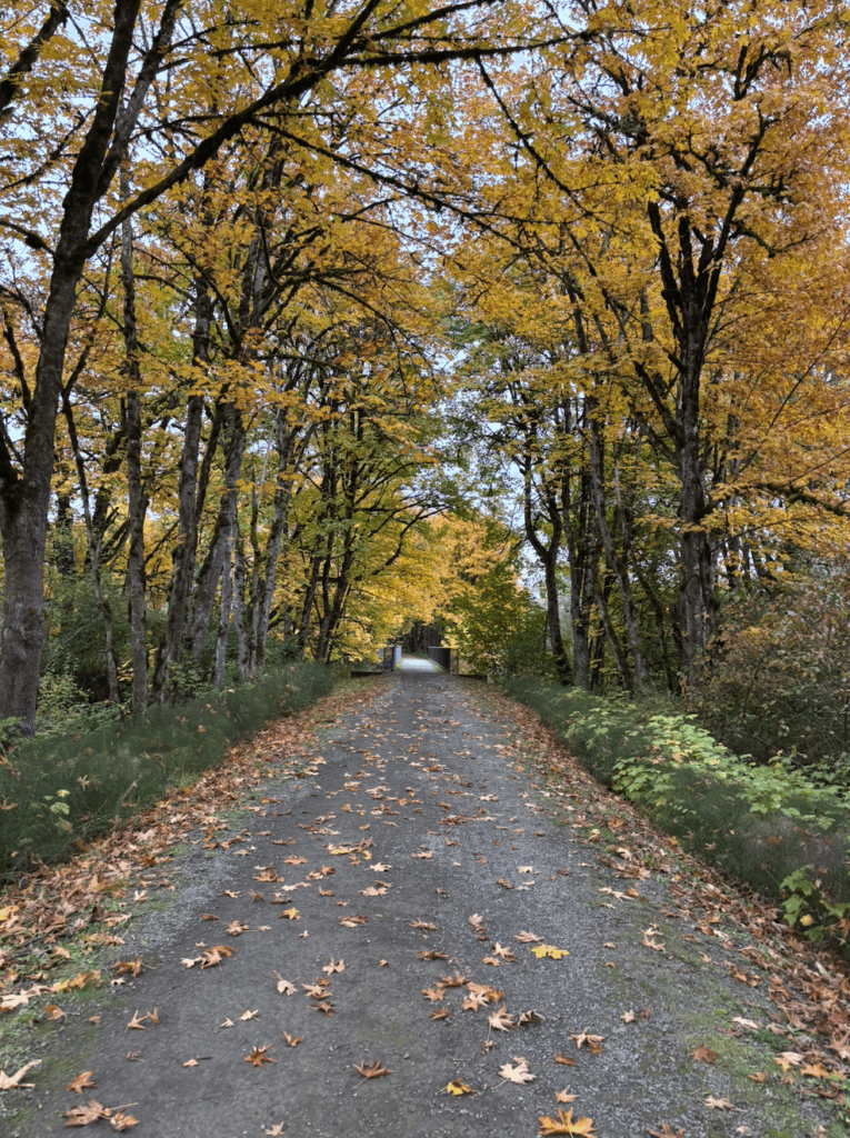Trail with colorful fall foliage. 